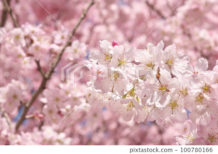 Spring cherry blossoms [flower background] 100780166