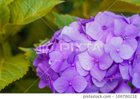 violet hydrangea with leaves in the garden violet hydrangea with leaves in the garden 100780218