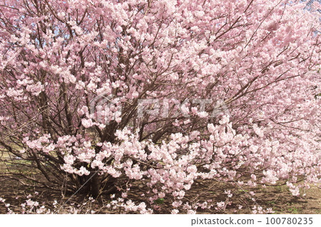 Spring cherry tree Spring cherry tree 100780235