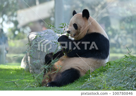 Yoshihama eating bamboo deliciously Yoshihama eating bamboo deliciously 100780846