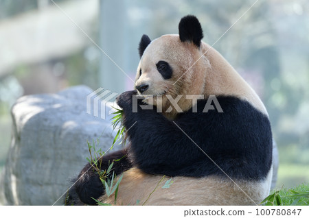 Yoshihama eating bamboo deliciously 100780847