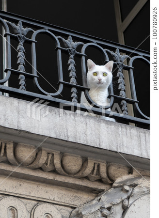 White Cat With Bright Yellow Eyes Looks Through Iron Banister Of Old Balcony 100780926