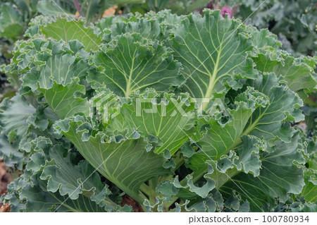 Kale salad growing in the rustic garden. Kale leaf in farming and harvesting. Growing vegetables at home. Closeup.. 100780934