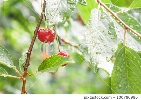 cherries on a branch in the rain cherries on a branch in the rain 100780980