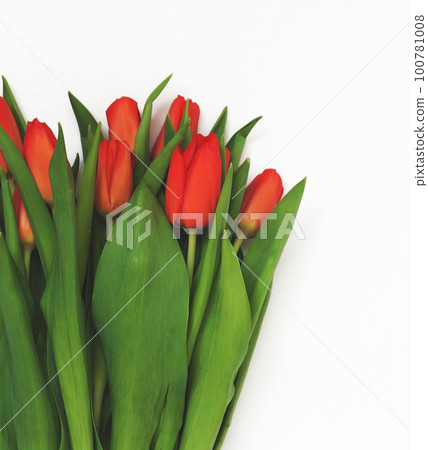 Large bouquet of fresh red tulips, isolated on white background in vintage style Large bouquet of fresh red tulips, isolated on white background in vintage style 100781008