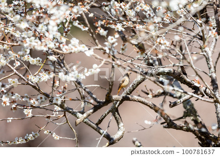 [Redstart] Redstart ♀ who came to visit the plum tree 100781637