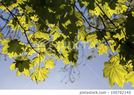Thin maple foliage in sunlight in spring season 100782148