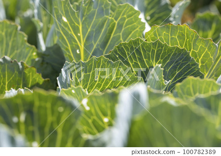 A field with a cabbage harvest in the summer season A field with a cabbage harvest in the summer season 100782389
