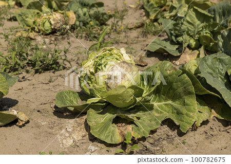 A field with damaged cabbage in the summer season 100782675