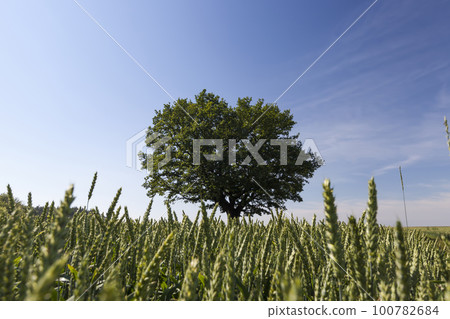 A lonely growing oak tree in a field with cereals 100782684