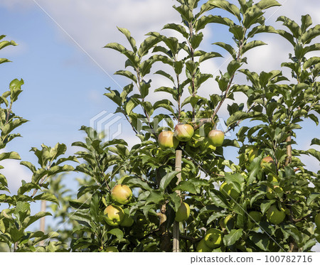Apple orchard with a mature harvest of green apples Apple orchard with a mature harvest of green apples 100782716