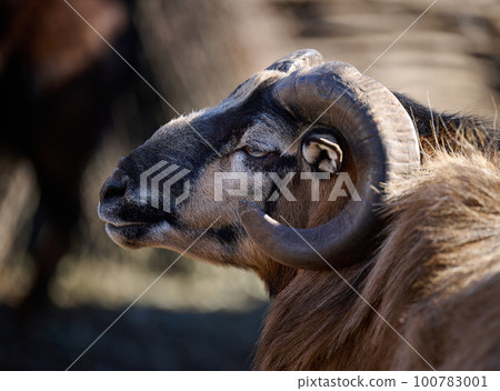 Portrait of a ram, artiodactyl animal in nature Portrait of a ram, artiodactyl animal in nature 100783001