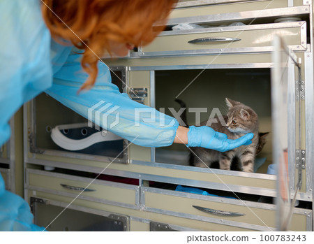 Woman veterinarian taking kitten from temporary housing at vet shop clinic 100783243