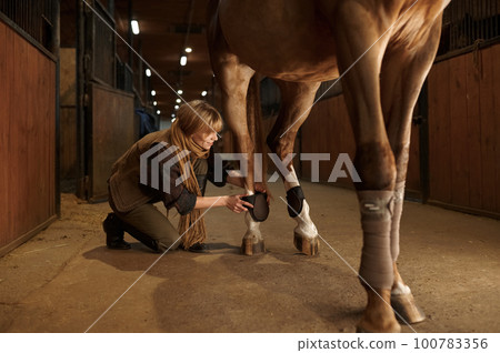 Woman horse owner putting bandage on animal leg to prevent injury Woman horse owner putting bandage on animal leg to prevent injury 100783356