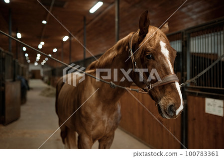 Portrait of young purebred stallion tied standing in stalls 100783361