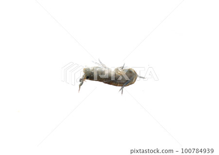 A friend of the Himehamatobimushi A friend of the Himehamatobimushi 100784939