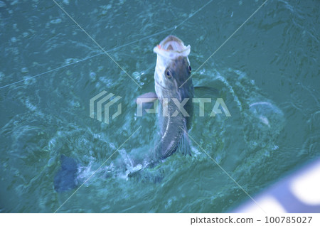 Sea bass caught in Sabiki 100785027