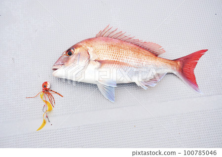 lure and fish 100785046