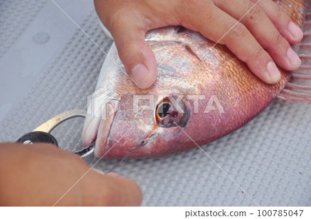 tighten the fish 100785047