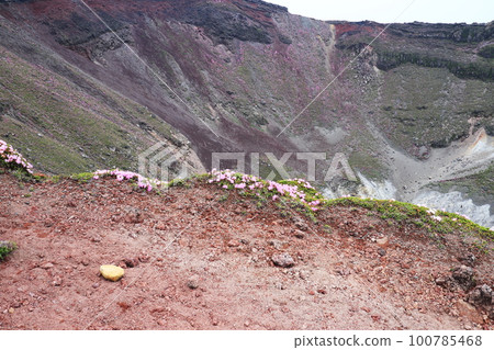 Miyama Kirishima blooming at the edge of the crater of Ohachi Miyama Kirishima blooming at the edge of the crater of Ohachi 100785468