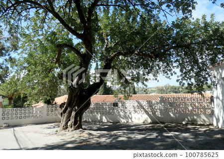 The shade of a large tree on the roadside in Spain 100785625