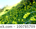 Blooming hills with yellow flowers in full bloom 100785709