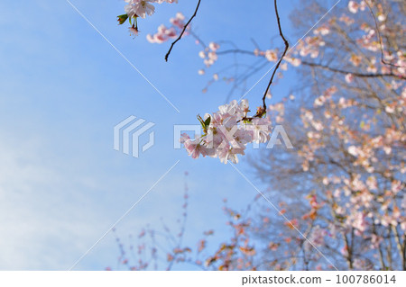 法國巴黎。蒙索公園的櫻花。拍攝於 2022 年 3 月 14 日。 100786014