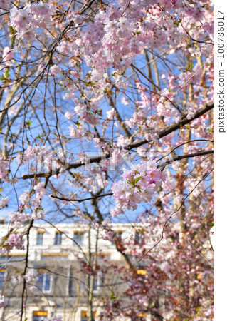 Paris, France. Cherry blossoms in Monceau Park. Taken on March 14, 2022. 100786017