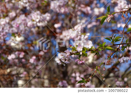 Paris, France. Cherry blossoms in Monceau Park. Taken on March 14, 2022. 100786022