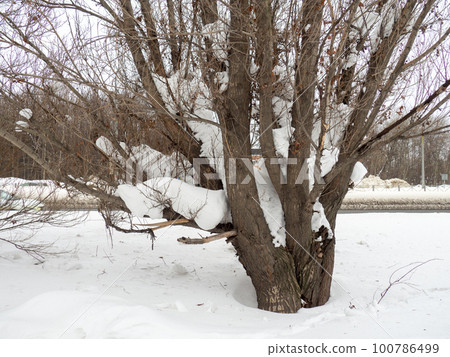 Winter day. Trees under the snow. Nature in the city. Urban environment. After a snowfall. 100786499
