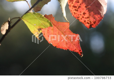 Leaves whose color shines in the autumn sunshine 100786733