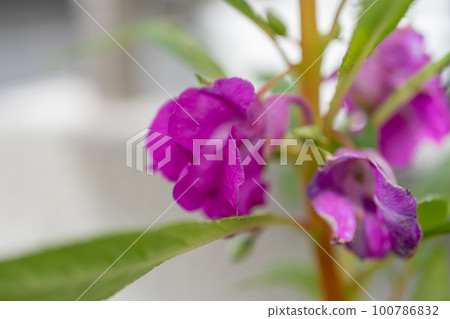 花園香脂 100786832