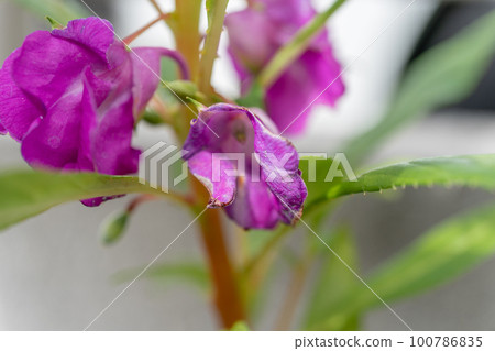 Garden Balsam Garden Balsam 100786835