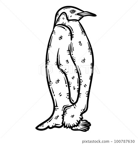 Penguin Animal Coloring Page for Adult Penguin Animal Coloring Page for Adult 100787630