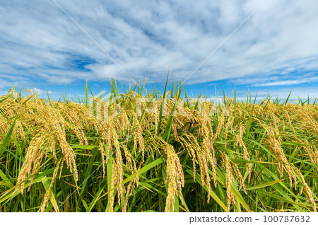 [Rice field/Rice farming] Harvest in autumn. Just a few more days until the rice harvest 100787632