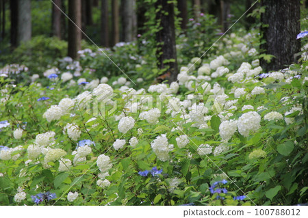 八仙花屬/白色和藍色八仙花屬在樹之間成群生長 八仙花屬/白色和藍色八仙花屬在樹之間成群生長 100788012
