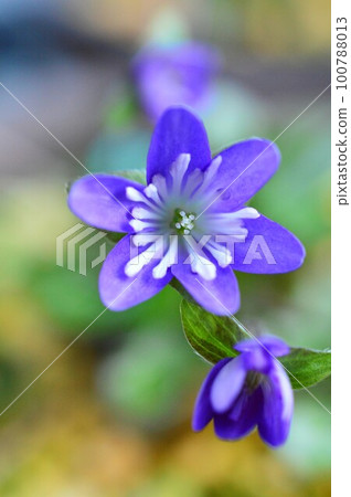 Yukiwariso (Yukiwarisou) ``Yukoku'' 100788013