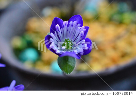 Yukiwariso (Yukiwarisou) ``飛行'' 100788014