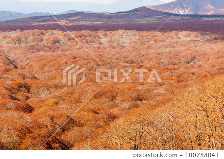 Hakkoda mountain and late autumn beech forest seen from a hill (Aomori city, Aomori prefecture) Hakkoda mountain and late autumn beech forest seen from a hill (Aomori city, Aomori prefecture) 100788041