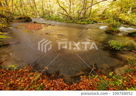 Oirase stream wand in late autumn (Aomori Prefecture) 100788052