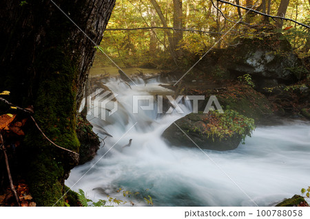 Flow of the upstream part of the Oirase Stream in late autumn (Aomori Prefecture) Slow shutter Flow of the upstream part of the Oirase Stream in late autumn (Aomori Prefecture) Slow shutter 100788058