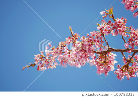 Cherry Blossoms	 100788332