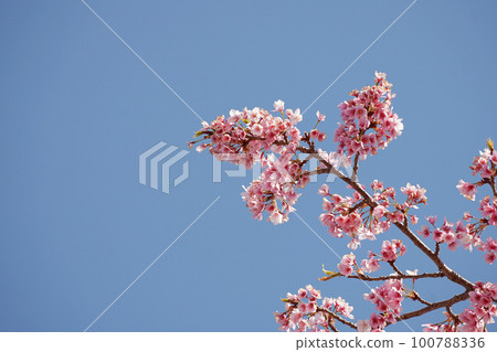 Cherry Blossoms Cherry Blossoms 100788336