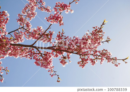 Cherry Blossoms Cherry Blossoms 100788339