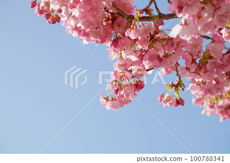 櫻桃樹 100788341