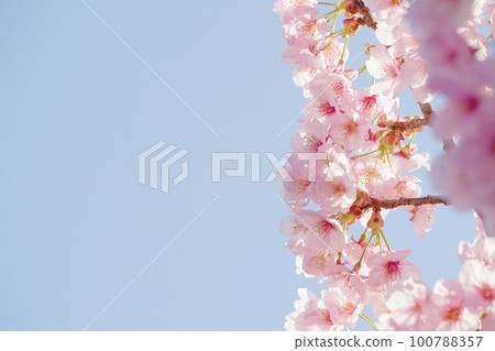 Cherry Blossoms Cherry Blossoms 100788357