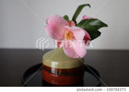 入口處的一瓶山茶花 入口處的一瓶山茶花 100788373