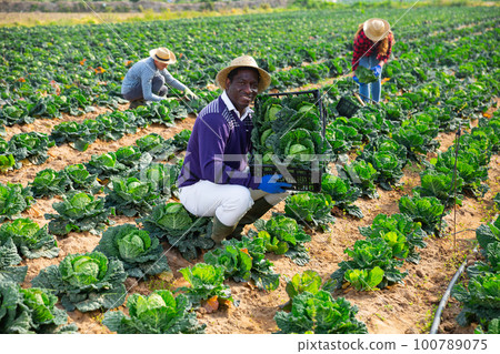 Afro american man farmer holding box full of cabbage 100789075