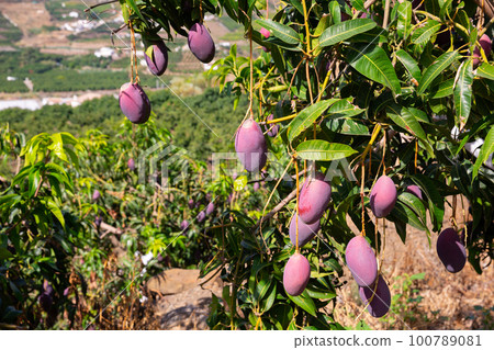 Mango fruits ripening on tree branches in orchard 100789081