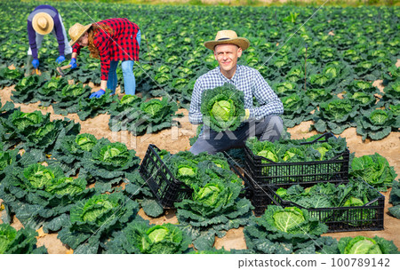 Smiling agricultural worker harvesting cabbage on farm plantation 100789142